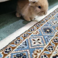 بچه خرگوش لوپ هلندی