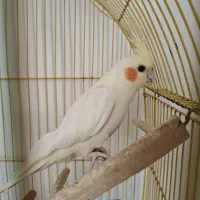 عروس هلندی و قفس
