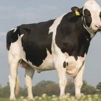 گاو و گوساله نر