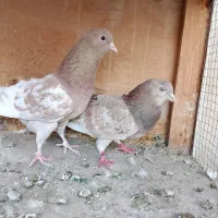 کبوتر.کفتر|پرنده|ری, شهادت|دیوار