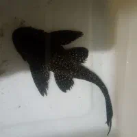 لجن خار