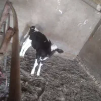 س تا جوانه دوتا ۵ وچهار ماهه یکی ۳ ماه کمتر|حیوانات مزرعه|اسحاق آباد, |دیوار