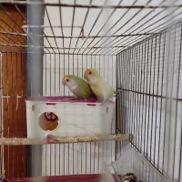 طوطی برزیلی کوتوله