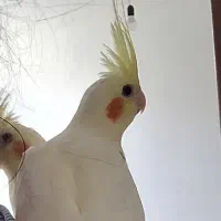 گمشده عروس هلندی جلفا