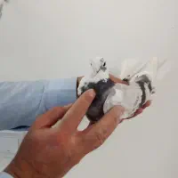کفتر