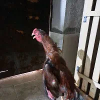 خروس لاری ۱۶ ماهه