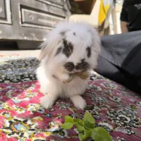 خرگوش لوپ|موش و خرگوش|ورامین, ورامین|دیوار