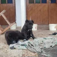 سگ قدرجونی توله|سگ|رشت, چمارسرا|دیوار