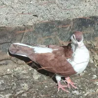 6تا کفتر نر هوایی|پرنده|فریمان, |دیوار