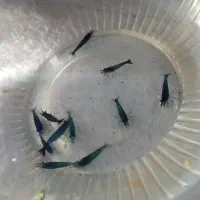 شریمپ گیاه گوپی