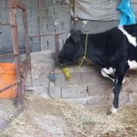 یک رای تلیسه هلاشتاین اصیل|حیوانات مزرعه|ساری, |دیوار