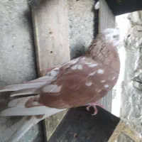 11 کفتر|پرنده|کرج, حصار|دیوار