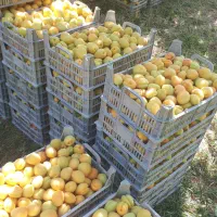 نیازمند کارگر سیب