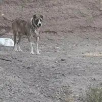 سگ ماده|سگ|رشتخوار, |دیوار