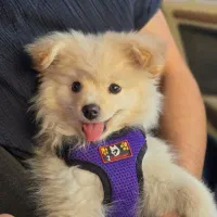 پامر روباهی بازیگوش