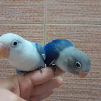 کوتوله بزیلی یووینگ