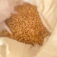 نخود کرمانشاهی