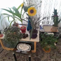 گلهای اپارتمانی
