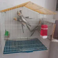 عروس هلندی|پرنده|کنگاور, |دیوار