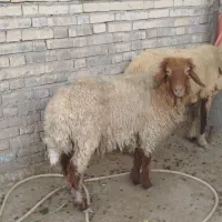کوسفند