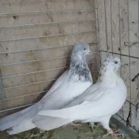 کفتر پرشی.خارجی.یزدی|پرنده|یزد, |دیوار