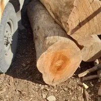 خدمات فضای سبز قطع هرس برش