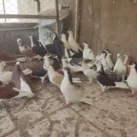 کبوتر|پرنده|سراب, |دیوار