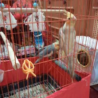 عروس هلندی مولد