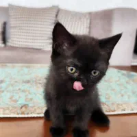 بچه گربه بریتیش|گربه|اندیشه, اندیشه فاز ۱|دیوار