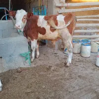گوساله نرسیمنتال