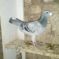 کبوتر مسافتی