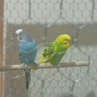 مرغ عشق|پرنده|ارم, |دیوار