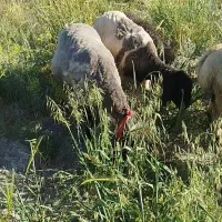 نیازمند چوپان ۳۰