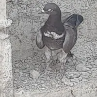 گمشده