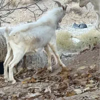 کهره نر سانن خالص از نژاد اصیل ۴ کیلو شیر