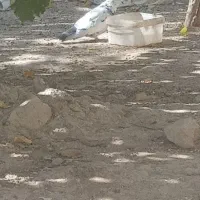 کبوتر فروشی|پرنده|اردل, |دیوار