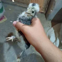 جوجه سلطان ( اصیل ) باکیفیت