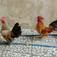 خروس مینیاتوری (اصل)