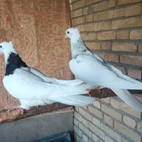 طوقی جوان|پرنده|کرخه, |دیوار