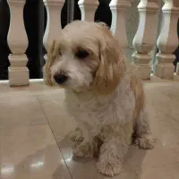 سگ شیتزو نر|سگ|رودهن, |دیوار