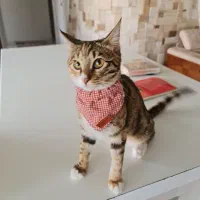 واگذاری گربه