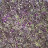کرک خرگوشی، چای کوهی، توکلوجه