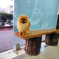 پامر خرسی نر وارداتی|سگ|اصفهان, خانه اصفهان|دیوار