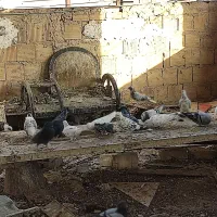 کفتر|پرنده|قم, نیروگاه|دیوار