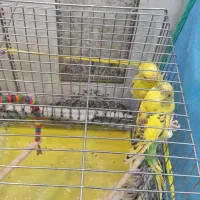 سه عدد مرغ عشق و قفس