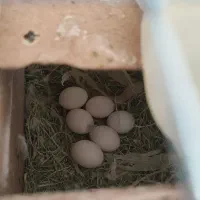 طوطی کوتوله برزیلی جفت رو تخم|پرنده|نجف‌آباد, یزدانشهر|دیوار