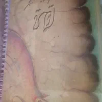 کنسرت شجریان|بلیت کنسرت|قزوین, |دیوار