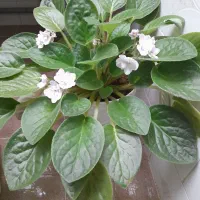 گل آفریقایی