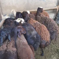 بره نر افشار