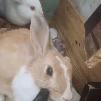 یک جفت خرگوش نر و ماده